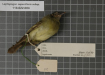 Sepia-capped Flycatcher