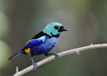 Seven-colored Tanager