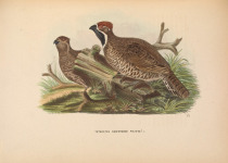 Severtsov's Grouse