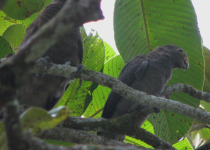Seychelles Black Parrot