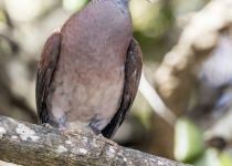 Seychelles Blue Pigeon