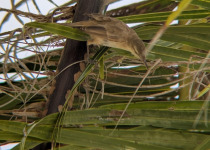 Seychelles Brush Warbler