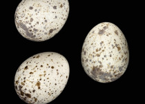 Seychelles Brush Warbler