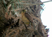 Seychelles kestrel