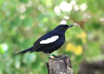 Seychelles Magpie-Robin