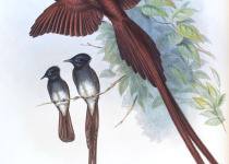 Seychelles Paradise Flycatcher