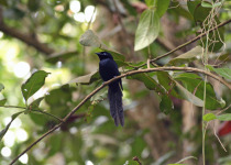 Seychelles Paradise Flycatcher