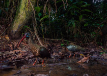 Seychelles Scops Owl