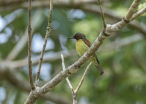 Seychelles Sunbird
