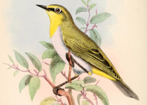 Seychelles White-eye