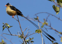 Shaft-tailed Whydah