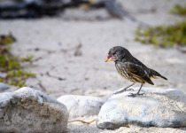 Sharp-beaked Ground Finch