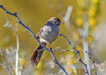 Sharp-billed Canastero
