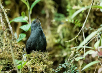 Sharp-billed Treehunter