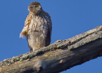 Sharp-shinned Hawk