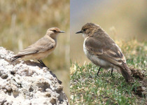 Sharp-tailed Canastero