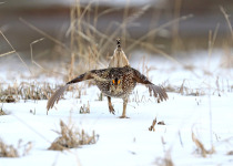 Sharp-tailed grouse