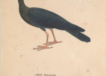 Sharp-tailed ibis