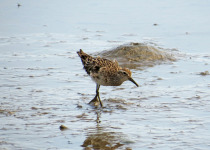 Sharp-tailed Sandpiper