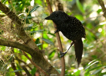 Sharp-tailed Streamcreeper