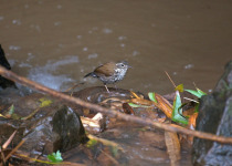 Sharp-tailed Streamcreeper