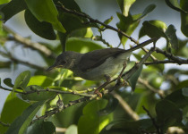 Sharpe's Apalis
