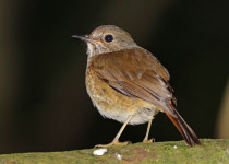Sharpe's Robin