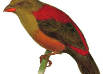 Shelley's Crimsonwing