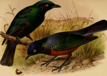 Shelley's Starling
