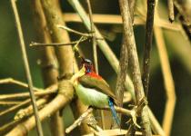 Shelley's Sunbird