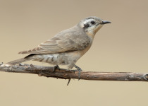 Shining Bronze-Cuckoo