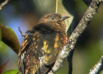 Shining Bronze-Cuckoo