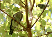 Shining Bronze-Cuckoo