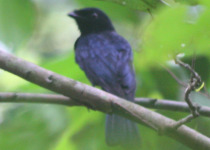 Shining Drongo
