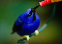 Shining Honeycreeper