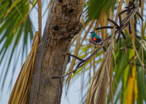 Shining Sunbird