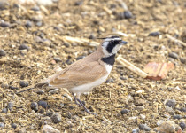 Shore Lark