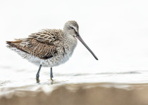 Short-billed Dowitcher