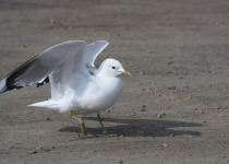 Short-billed Gull