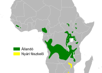 Short-billed Honeycreeper