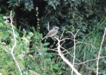 Short-billed Honeyeater