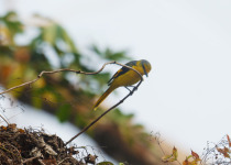 Short-billed Minivet