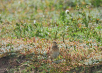 Short-billed Pipit