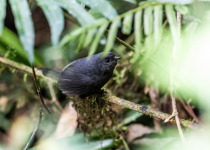 Short-billed Tapaculo