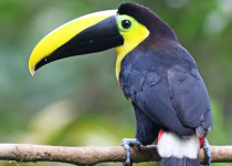 Short-billed Toucan