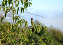 Short-crested Flycatcher