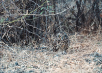 Short-eared Owl