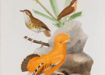 Short-tailed Antthrush