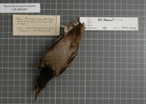 Short-tailed Antthrush