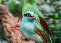 Short-tailed Green Magpie